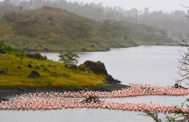 Excursión privada de día completo al Parque Nacional Arusha - Foto 3